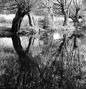 Reflections In Water Stampe: Trees and their reflections