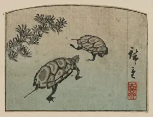 Antique Japanese Woodcuts Stampe: Turtles