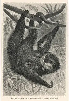 Animal Portraits Online Stampe: Two-Toed Sloth