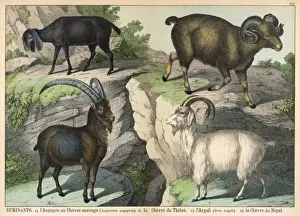Argali Stampe: Quattro tipi di capra