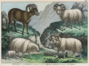 Mouflon Sheep Stampe: Three types of sheep