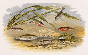 Victorian Marine Life Stampe: Six types of Stickleback