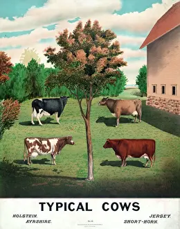 Rural Landscape Photography Stampe: Typical cows