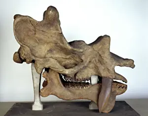 Stampe di Il crani misura 740 mm da sinistra a destra. L'Uintatherium, un Ungulato cornuto dell'Eoceno medio in western USA , stava circa 1,6 m alla spalla Ungulati Stampe: Scheletro di Uintatherium