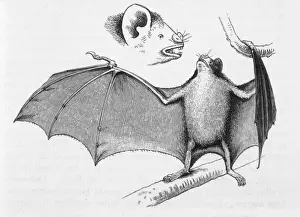 South American Animals Stampe: Vampire Bats / Darwin