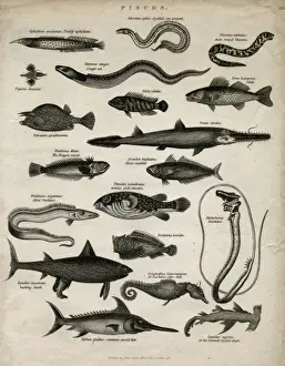 Stampe di Specie di pesci (Pisces), cioè: ofidio spinoso, serpente marino maculato, muroena a strisce di catena, Pegasus draconis, anguilla del conger, ostracion quadricornis, perca vittata Anguilla Conger Stampe: Varietà di pesce
