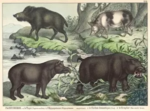 19th Century Animal Prints Stampe: Various animals