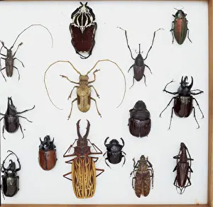 White Background Insect Photos Stampe: Various beetle specimens