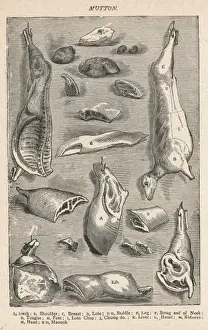 Varietà diverse di agnello