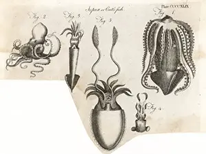 Sea Creatures Photography Stampe: Various Cuttlefish