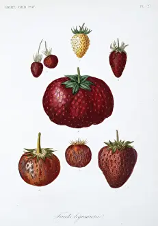 Dicotyledon Plant Illustrations Stampe: Various Fruit