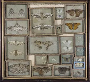 Lepidoptera Collection Stampe: Various lepidoptera