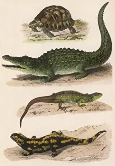 Lizard Species Stampe: Various Lizards