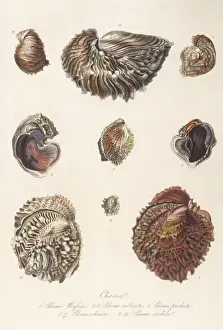 Antique Marine Life Prints Stampe: Various Shells 1835