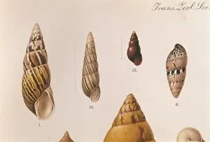 Lumache Di Terra Stampe: Varietà di conchiglie
