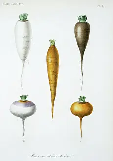 Stampe botaniche: Radici verdure