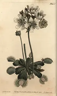 Copperplate Print Art Stampe: Venus flytrap, Dionaea muscipula, carnivorous plant