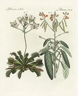 Venus Flytrap Stampe: Venus flytrap and trembling plant