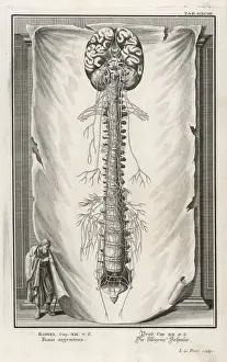Vertebral Column Anatomy Stampe: VERTEBRAE