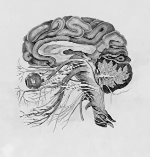 Brain Anatomy Illustration Stampe: Side View of Brain / C19
