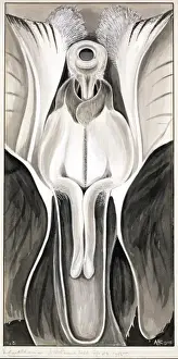 Angiosperm Botanical Art Stampe: Violaeoides