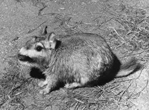 Chinchillidae Stampe: VISCACHA