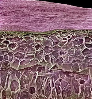 Scanning Electron Microscope Photos Stampe: Vitis sp. red grape