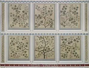 Vitis Vinifera Images Stampe: Vitis vinifera, grape