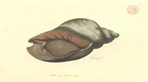 Australasian Wildlife Art Stampe: Volute shell