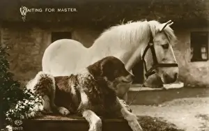Horses In The Countryside Stampe: Waiting For Master