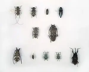 Longhorned Beetle Species Stampe: Wallaces beetles