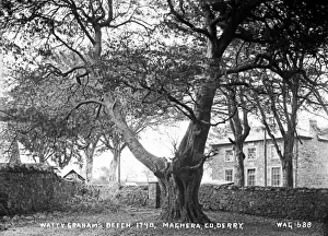 Derry Stampe: Watty Grahams Beech, 1798, Maghera, Co. Derry