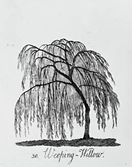 Stampe botaniche: Lacrimosa Sambuco