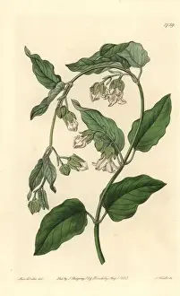 Botanical Illustration History Stampe: White bladderbloom or bladder flower, Araujia sericifera
