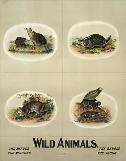 Vintage Wildlife Prints Stampe: Wild animals