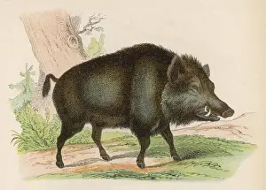 Forest Animals Pictures Stampe: WILD BOAR