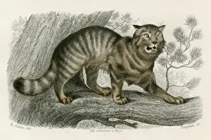 Cute Cat Images Stampe: WILD CAT