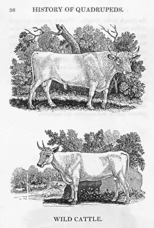 Stampe di Bewick rappresenta due tipi di bestie selvatiche inglese. Sopra è il tipo di Chillingham, del quale farà poi uno dei suoi migliori incisioni. Entrambi sono rari anche nella sua epoca Thomas Bewick Stampe: Cavallo selvatico