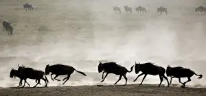 Ngorongoro Conservation Area Images Stampe: Wildebeests - On migration
