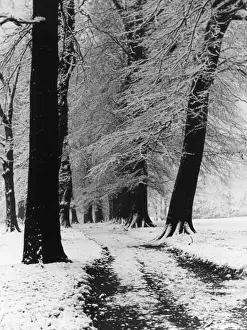 Winter Beech Trees Stampe: Winter Beech Trees