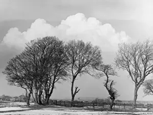 Bare Trees In Winter Stampe: Winter Trees