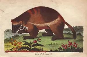 Stampe di Wolverine o Gulo gulo.. Incisiona a mano con rame colorata dal copperplate di Ebenezer Siblys Sistema Universale della Storia Naturale, 1794 George Edwards Stampe: Lupo arcticante o Gulo gulo