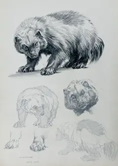 Wolverine Stampe: Lo studio del Lupo mannaro