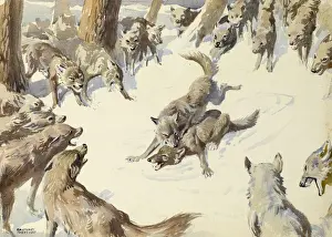 Aggressive Animal Behavior Stampe: Wolves fighting