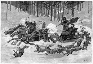 Wolves In Forest Stampe: Wolves and Sledge