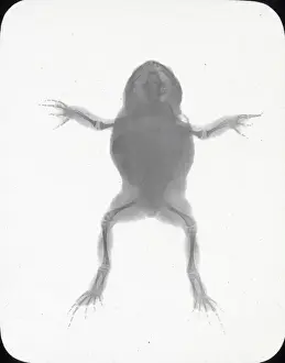 Boswell Collection Prints Stampe: X-Ray - Toad