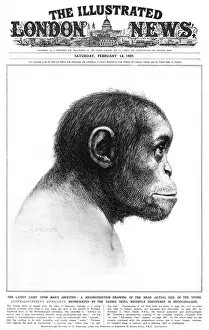 Miniopteridae Stampe: Giovane Australopithecus africano