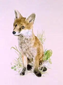 Malcolm Greensmith Prints Stampe: A young fox