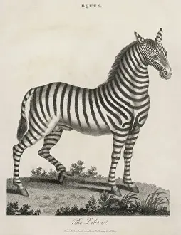 Stampe di Una giraffa Zebra Stampe: Zebra 1803