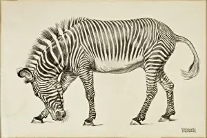 Raymond Sheppard Art Stampe: A Zebra